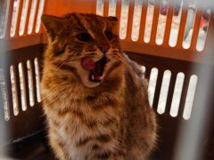 这是该区野生动物救护史